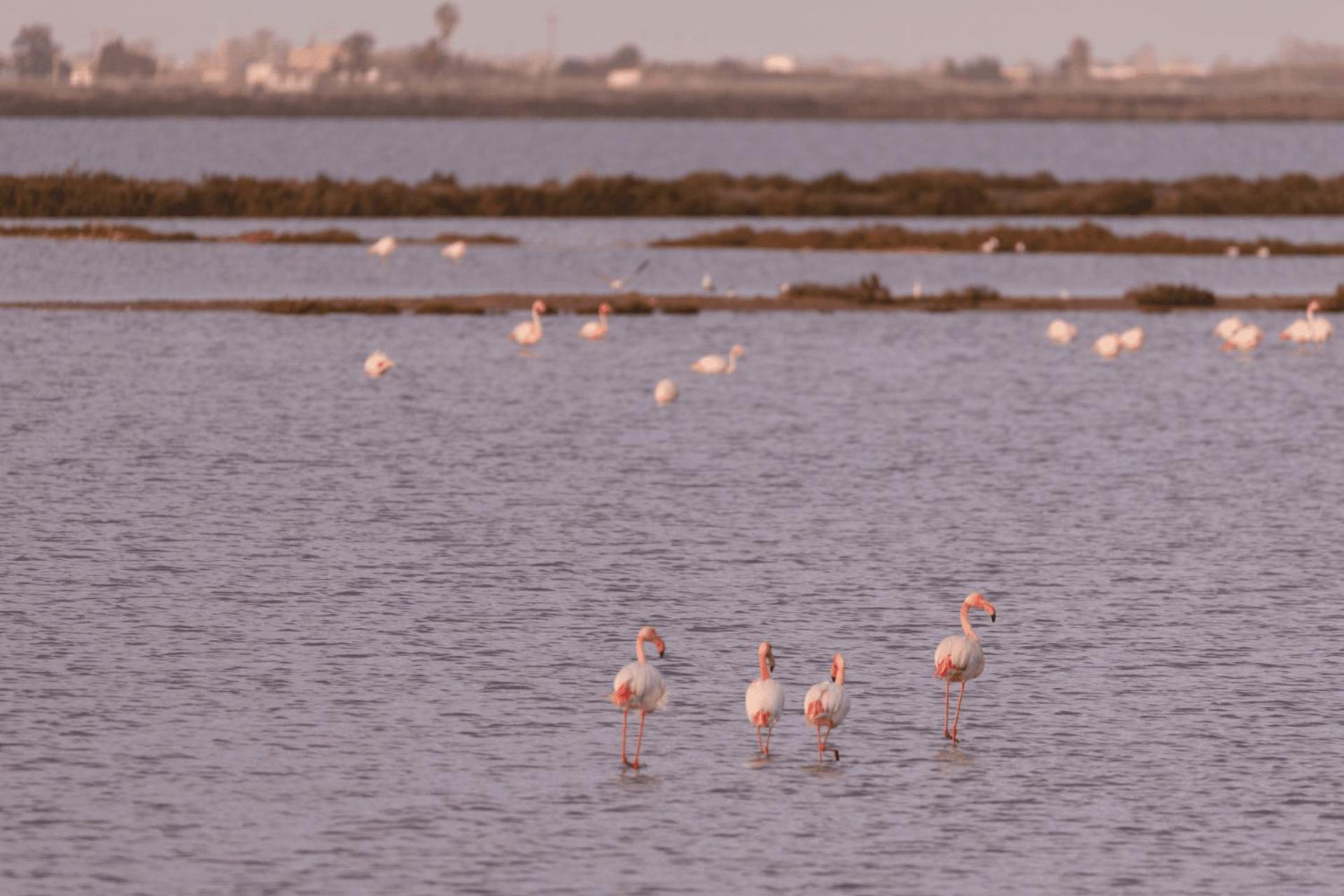 Kampaoh Delta Del Ebro OtPoblenou del Delta Dış mekan fotoğraf